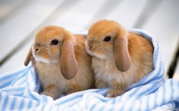 free-animal-rabbit-index_526417.jpg